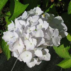 Hydrangea, Mme Emile Mouillre